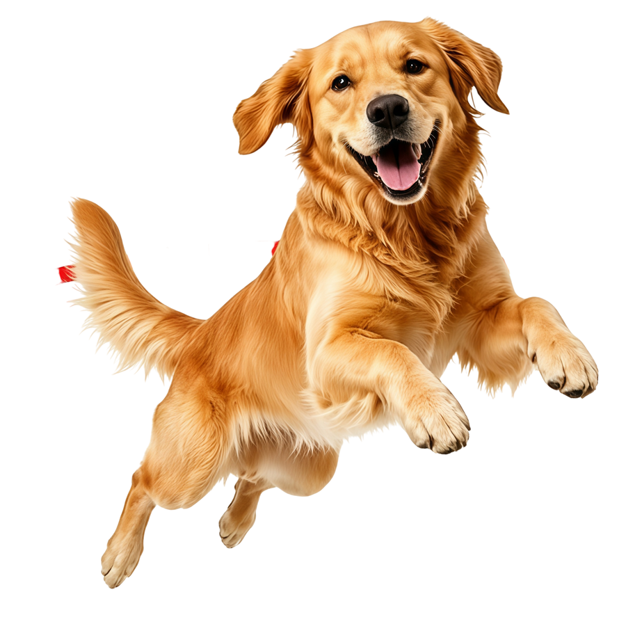 Young active dog