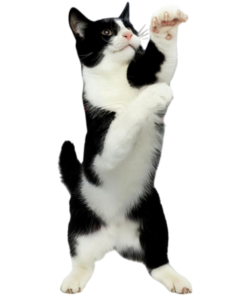 Young active cat